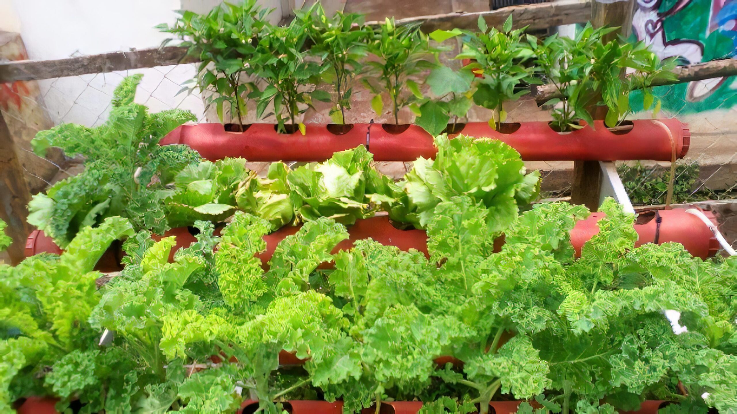 Revolutionizing Urban Farming